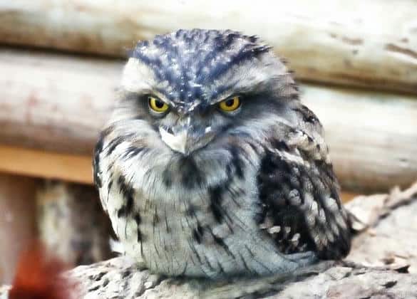 動物図鑑・オーストラリアガマグチヨタカ